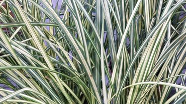 Carex nigra 'Balayage'. Bild: GABOT.