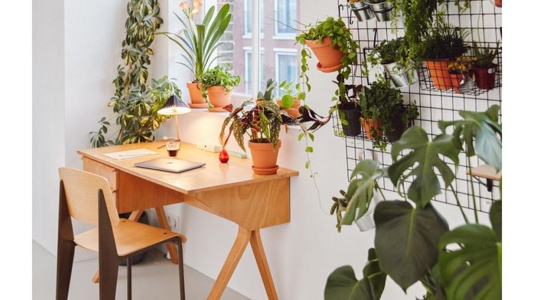 Blumen und Pflanzen bleiben für Konsumenten auch während des Lockdowns wichtig. Bild: BBH.