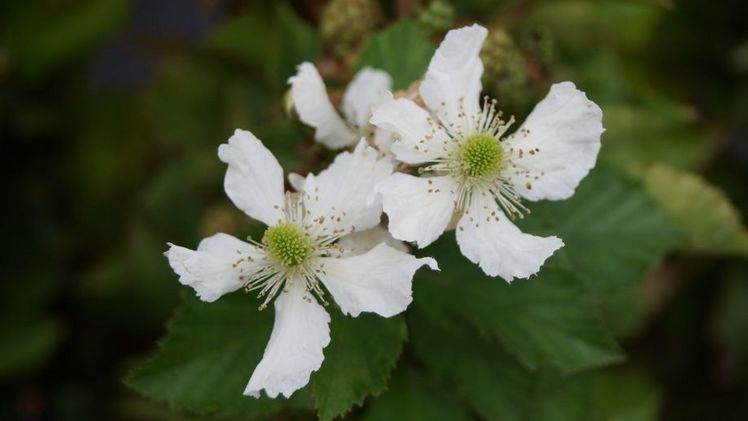 Wunderschöne Beerenobstblüte. Bild: GABOT.