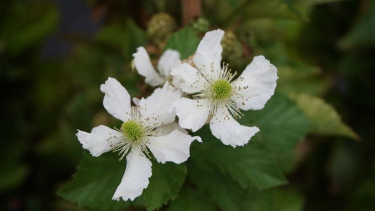 Die Obstproduktion in Griechenland ist perspektivisch durch zwei Arten von invasiven Fruchtfliegen bedroht. Bild: GABOT. Die Obstproduktion in Griechenland ist perspektivisch durch zwei Arten von invasiven Fruchtfliegen bedroht. Bild: GABOT.