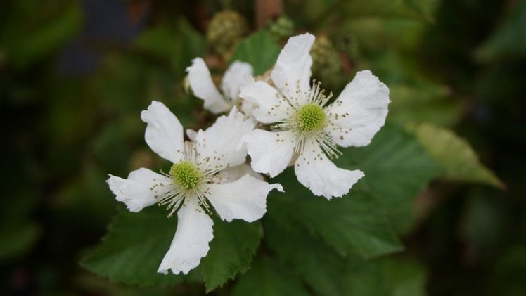 Der späte Frost im Frühjahr hat das Wachstum der Pflanzen erheblich beeinträchtigt. Bild: GABOT.