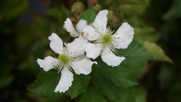 Es ist Beerenzeit in Schleswig-Holstein. Bild: GABOT.