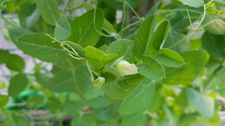 Die Frischerbse ist die flächenmäßig bedeutendste Gemüseart in Sachsen. Bild: GABOT.