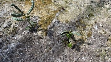 Der Gartenbau gehört zu den besonders klimaabhängigen Wirtschaftsbereichen. Bild: GABOT.