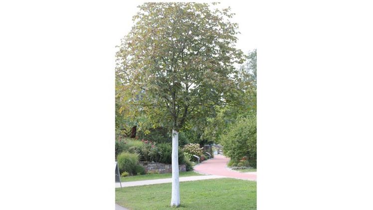 Stammanstrich Kastanie. Bild: © Barbara Schrattenholzer.