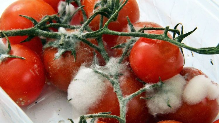 Verdorbene Tomaten müssen nicht sein. Das Unternehmen B+H Solutions sorgt mit einem neuen Düngekonzept für längere Haltbarkeit. Bild: B+H Solutions.