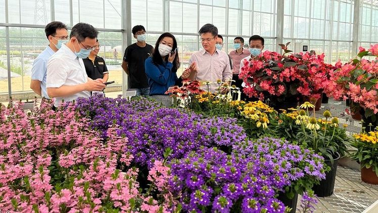 Ruiqi Zhan, CEO von Ican Seed, führt Regierungsvertreter durch die neu erbauten Gewächshäuser. Bild: Ernst Benary Samenzucht GmbH.