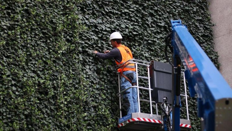 Pflege einer grünen Fassade. Bild: Helix Pflanzen.