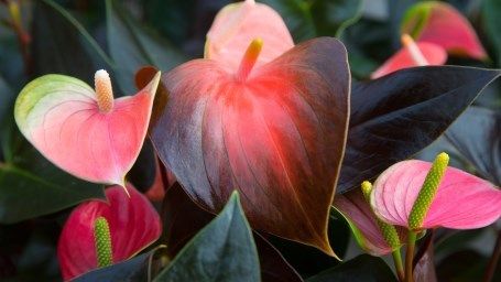 Schnitt-Anthurium ist die erste Produktgruppe im Pilotprojekt landesweite Versteigerung. Bild: Royal FloraHolland.