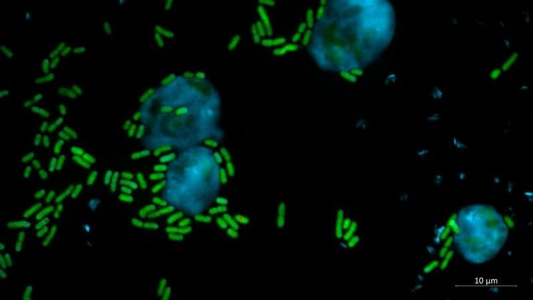 Bakterien der Gattung Pseudomonas produzieren einen stark antimikrobiellen Naturstoff, Keanumycin, der giftig für Amöben ist und auch gegen pflanzliche Pilzkrankheiten und human-pathogene Pilze wirkt. Bild: Harikumar Suma/ Leibniz-HKI.