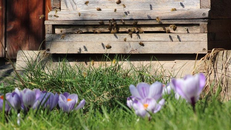 In der neuen Broschüre der LWG werden Empfehlung und Tipps für die Gestaltung und Pflege unterschiedlicher Gartenbereiche vorgestellt. Bild: Johann Fischer © LWG Veitshöchheim.