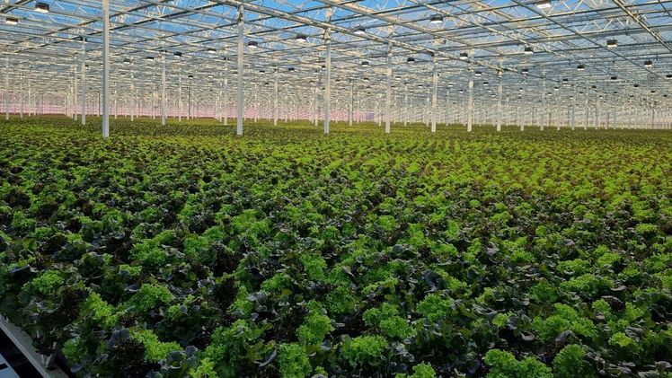 Das Gewächshaus in Buchs mit der Hydrosalat-Produktion. Das erste Gewächshaus des Betriebes wurde 1968 in Betrieb genommen. Bild: ji. 