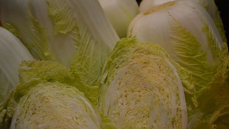Auch in den Wintermonaten bieten die rheinischen Gemüseerzeuger knackigen Chinakohl an.  Foto: Sabine Weis.
