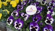 Viola x wittrockiana F1 Delta® Pro eignet sich besonders für die gesteuerte Produktion. Bild: GABOT.