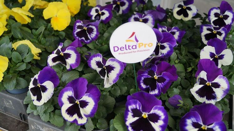 Viola x wittrockiana F1 Delta® Pro eignet sich besonders für die gesteuerte Produktion. Bild: GABOT.