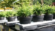 Im Projekt NarLab sollen aus dem Dränwasser von Containerpflanzen Rückschlüsse auf deren Ernährungszustand gewonnen werden. Bild: LWK Niedersachsen. 