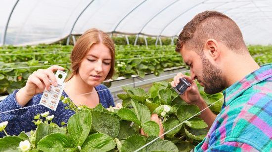 Mit Nützlingen zu gesunden Erdbeeren: Bei der Gesunderhaltung durch integrierten Pflanzenschutz setzt der deutsche Obstbau zu allererst auf biologische Schädlingsbekämpfung. Bild: GMH
