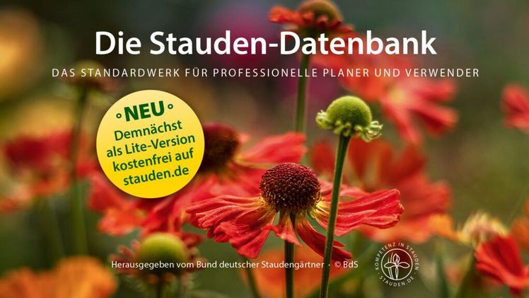 Die Staudendatenbank ist ein zentrales Instrument im Profigartenbau zur Auswahl von Pflanzen für den gewünschten Standort und geplante Kombinationen. Bild: BdS.