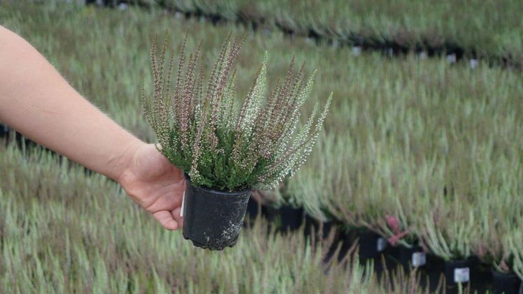 2026 werden weniger Callunen angebaut. Bild: GABOT.