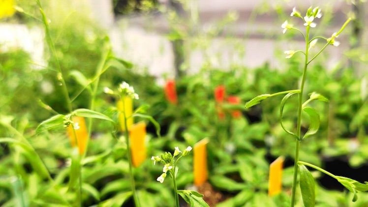 Arabidopsis Pflanze in Laborbedingung. Bild: Jürgen Kleine-Vehn.