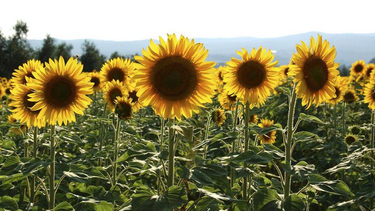 In der Schweiz sind wieder mehr blühende Sonnenblumenfelder zu sehen. Bild: Judith Beyeler/landwirtschaft.ch. 