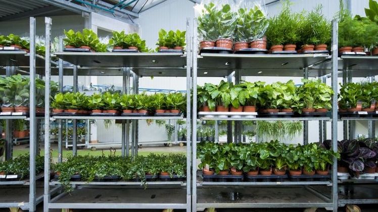 Für 2023 wurden sechs Tage festgelegt, an denen die Versteigerungen früher beginnen (Schnittblumen und Pflanzen). Bild: RFH.