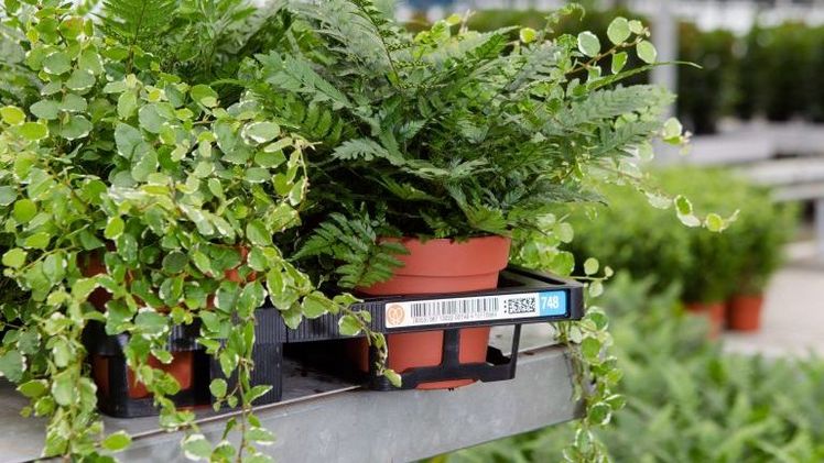 Ketten können durch die Verwendung von Mehrweg-Pflanzschalen nachhaltiger gestaltet werden. Bild: RFH.