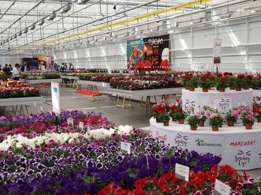 Selecta one bei den FlowerTrials 2019 in Holland in der Gärtnerei P. van Geest. Bild: Selecta One.