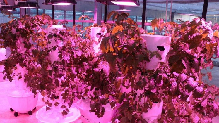 Wachstumslicht. Bild: RHENAC GreenTec AG, Pharmaplant.