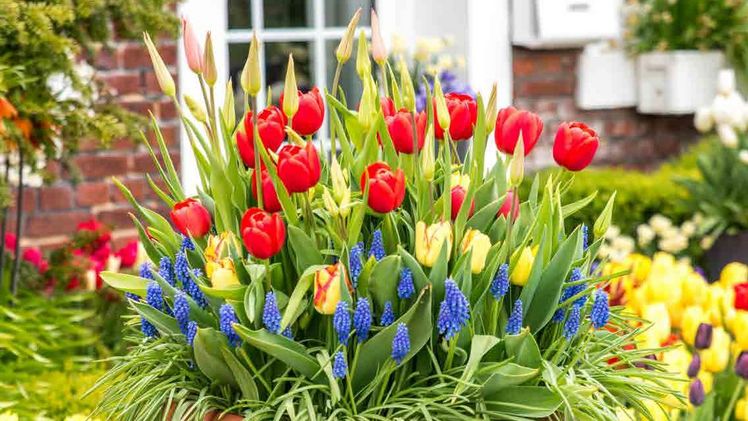 Blumenzwiebelmischung 'Sunshine Bliss Mix'. Bild: © Bruno Nebelung GmbH/Kiepenkerl.