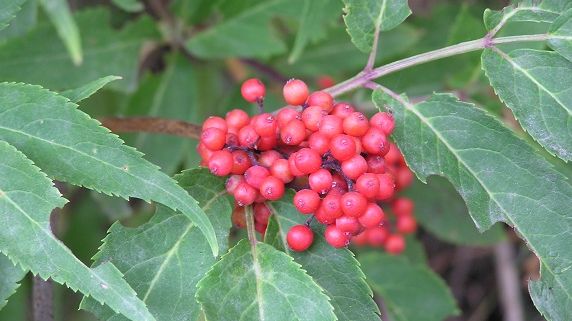 Die Zertifizierungsgemeinschaft gebietseigener Gehölze (ZgG) ist ein Zusammenschluss von Baumschulen, die gebietseigene Gehölze produzieren und handeln. Bild: BdB.