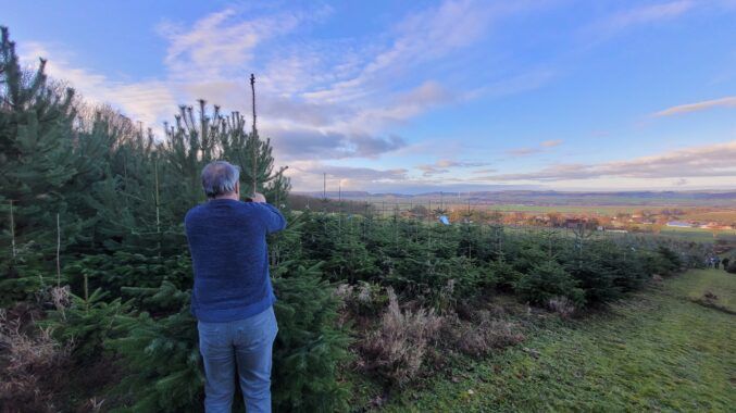 Laut Verband der Weihnachtsbaum- und Schnittgrünerzeuger in Niedersachsen, Hamburg und Bremen wird eine Premium-Nordmanntanne aus der Region in diesem Jahr zwischen 50 und 55 Euro kosten und damit etwa einen Euro pro Meter teurer sein als vergangenes Jahr. Foto: Landvolk.