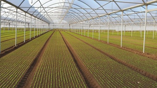 Mit neuen Anbaumethoden möchte Alma Segers den Pestizideinsatz beim Salatanbau reduzieren. Bild: Alma Segers. 