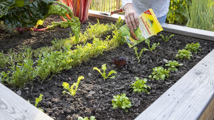 Neudorff schafft mit seinen Ferramol-Produkten schnelle und unkomplizierte Abhilfe bei Schneckenproblemen. Bild: Neudorff.