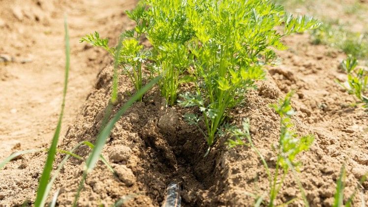 Nachhaltige Tröpfchenbewässerung. Bild: Naturland / Sabine Bielmeier.
