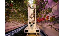 Der Erntewagen des deutschen Agritech-Startups eternal.ag kann bereits heute in Gewächshäusern eingesetzt und später zu einem autonomen Ernteroboter nachgerüstet werden. Bild: eternal.ag.