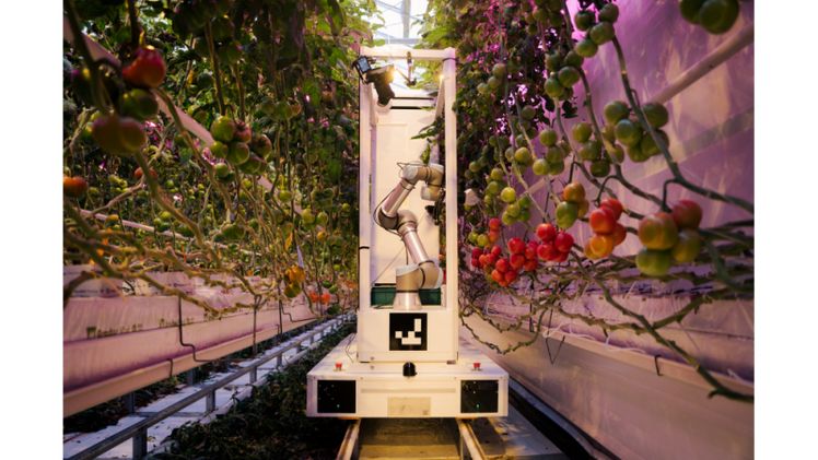 Der Erntewagen des deutschen Agritech-Startups eternal.ag kann bereits heute in Gewächshäusern eingesetzt und später zu einem autonomen Ernteroboter nachgerüstet werden. Bild: eternal.ag.