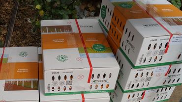 Regelmäßig müssen große Mengen Nützlinge ausgesetzt werden. Bild: GABOT.