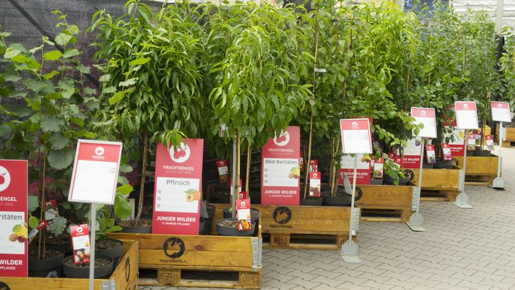 Fruchtbengel-Konzept überzeugt mit Qualität und Nachhaltigkeit. Bild: Baumschule Heinje. Fruchtbengel-Konzept überzeugt mit Qualität und Nachhaltigkeit. Bild: Baumschule Heinje.