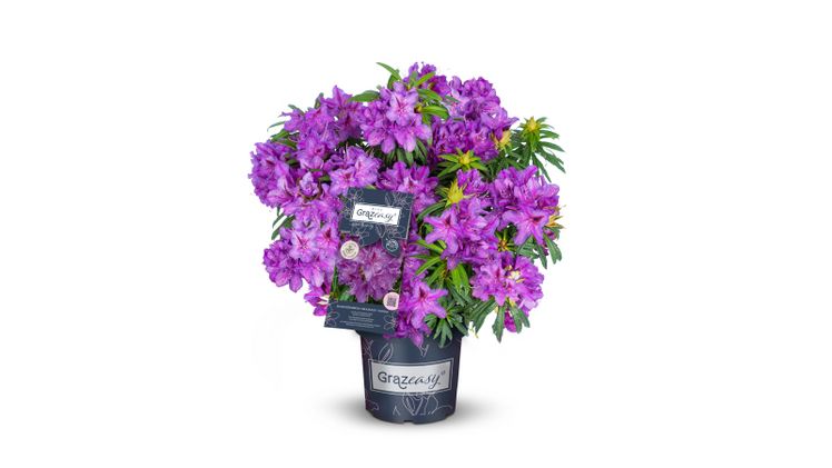 Grazeasy® Purple von INKARHO®. Bild: Grazeasy.