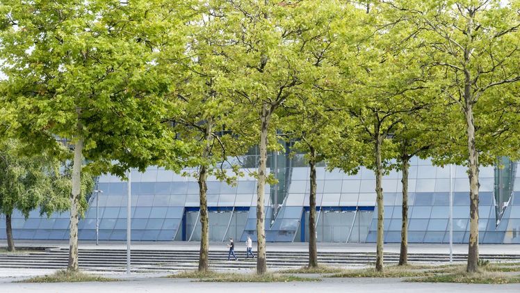 Die Herausforderungen des Klimawandels machen eine Stärkung der Gehölzforschung in Deutschland unumgänglich. Foto: ENA/BdB/Graf Luckner.