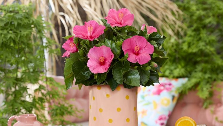 HilverdaFlorist und DIEM Breeding bündeln ihre Kräfte für Hibiskus D-Tahiti®. Bild: HilverdaFlorist.