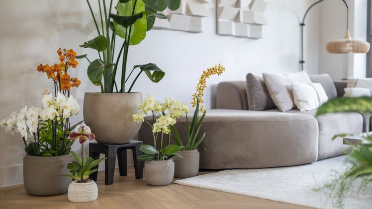 Weltweit schmücken heute Orchideen die Wohnzimmer. Foto: orchidsinfo. 