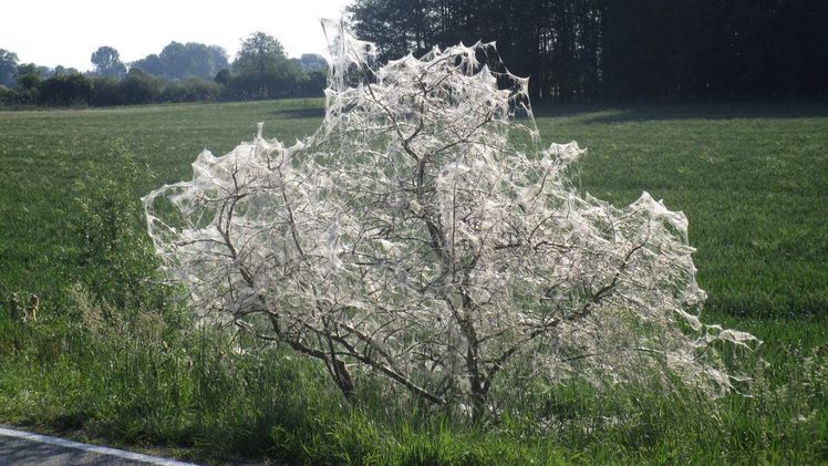 Gespinste der Pfaffenhütchen-Gespinstmotte. Bild: Kurt Amereller, LWF.