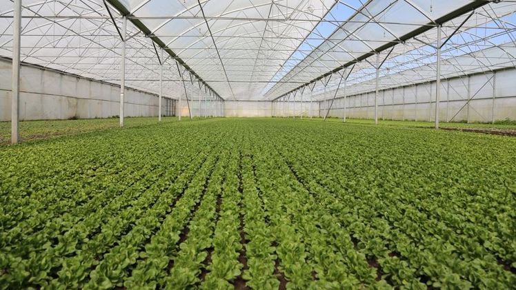 Bio-Nüsslisalat wächst mehrheitlich im Gewächshaus. Bild: jin.