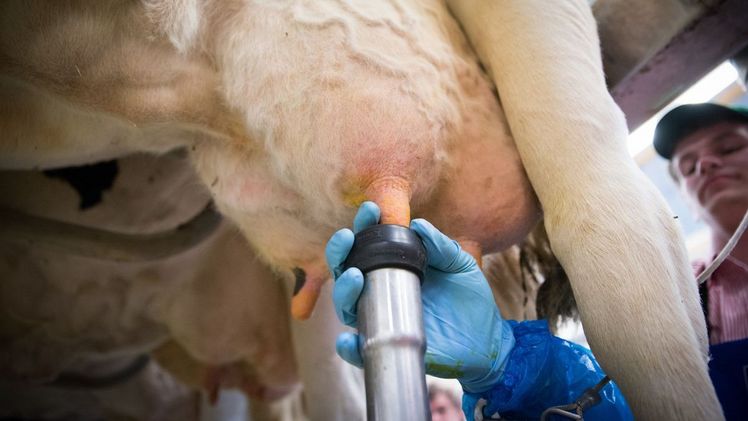 Fleiß, Ideenreichtum und soziales Engagement zeigen nicht nur zahlreiche Angestellte in der Landwirtschaft (Foto), sondern auch im Gartenbau und in den anderen grünen Berufen. Einmal im Jahr zeichnet die Landwirtschaftskammer Niedersachsen solche Mitarbeiterinnen und Mitarbeiter aus. Bis 1. Oktober können Betriebe und Kollegen noch Vorschläge einsenden. Bild: Ehrecke/Landwirtschaftskammer Niedersachsen.