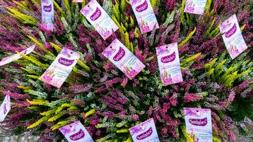 Heidelights by Gardengirls. Bild: Gardengirls.