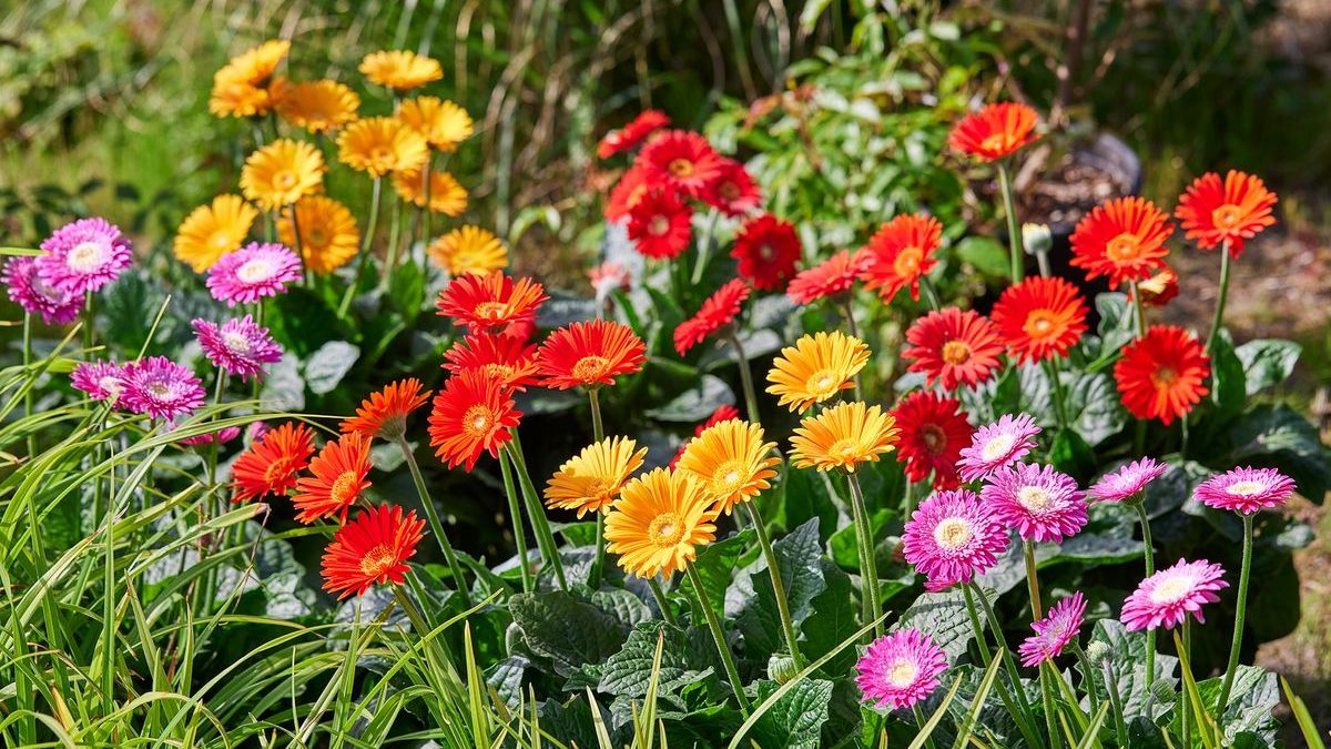 Bayern: Gerbera ist "Pflanze des Jahres 2022" | Gabot.de