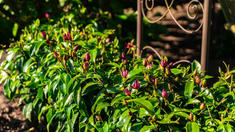 Die Heckenmagnolie 'Hedgetag' ist eine moderne Magnolien-Neuheit mit kompakter, dicht verzweigter Wuchsform. Bild: Heinje.