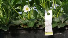 Dies ist der erste Beutel, der für die Kompostierung vor Ort bei Umgebungstemperatur zertifiziert ist und gleichzeitig eine gleichwertige Pflanzenschutzleistung bietet. Bild: Biobest.